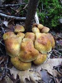 Hypholoma fasciculare image