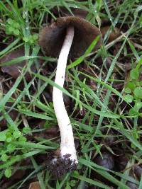 Psathyrella longipes image