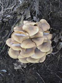 Armillaria mellea image