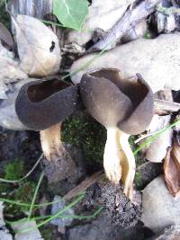 Helvella solitaria image