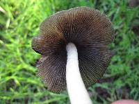 Psathyrella longipes image