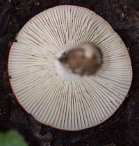 Russula cremoricolor image