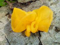 Tremella aurantia image