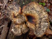 Polyporus squamosus image