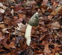 Phallus ravenelii image