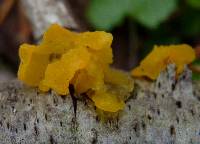 Tremella mesenterica image