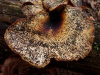 Polyporus squamosus image