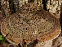 Phellinus robiniae image