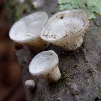 Poronidulus conchifer image