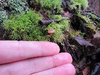 Lichenomphalia umbellifera image