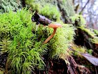 Lichenomphalia umbellifera image