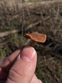 Tubaria furfuracea image