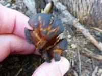 Omphalotus olivascens image