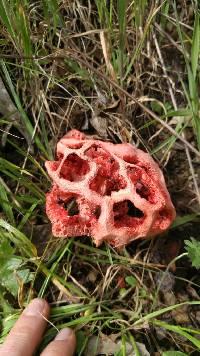 Clathrus ruber image