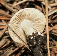 Inocybe insinuata image