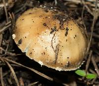 Amanita pantherina image