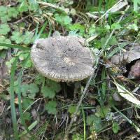 Amanita nehuta image