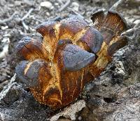 Omphalotus olivascens image