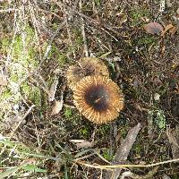 Russula acrolamellata image