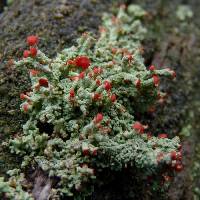 Cladonia cristatella image