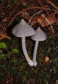 Entoloma canoconicum image