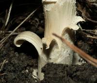 Amanita velosa image