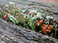 Cladonia cristatella image