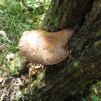 Agrocybe parasitica image