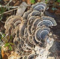 Trametes versicolor image