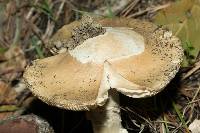 Amanita velosa image