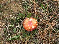Amanita muscaria image