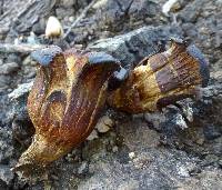 Omphalotus olivascens image