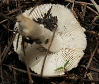 Amanita pantherina image