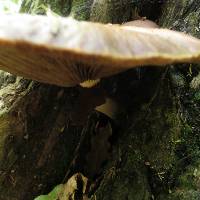 Agrocybe parasitica image