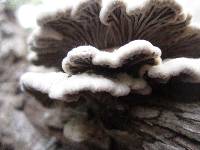 Schizophyllum commune image