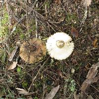 Russula acrolamellata image