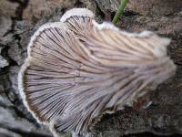 Schizophyllum commune image