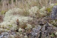 Cladonia rangiferina image