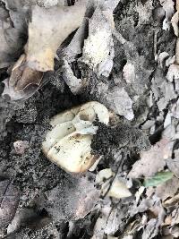 Helvella acetabulum image