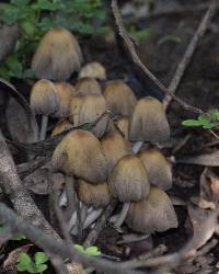 Coprinellus micaceus image