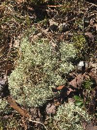 Cladonia subtenuis image