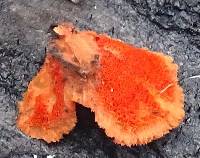 Pycnoporus cinnabarinus image