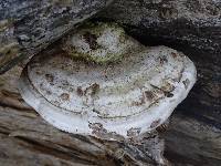 Ganoderma applanatum image