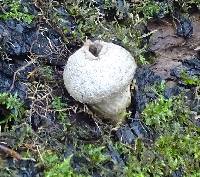 Lycoperdon pyriforme image