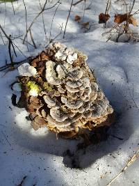 Trametes versicolor image