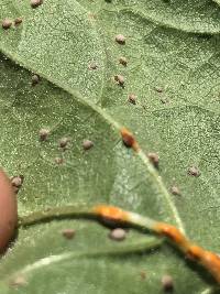 Puccinia malvacearum image