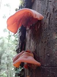 Auricularia auricula-judae image