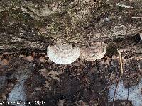 Ganoderma applanatum image