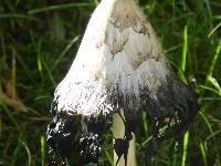 Coprinus comatus image