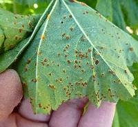 Puccinia malvacearum image